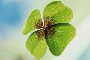 Four Leaf Clover --- Image by © Royalty-Free/Corbis